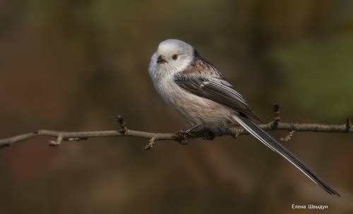 Long tailed tit