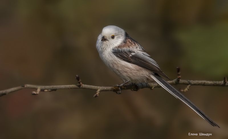 Long tailed tit фото превью