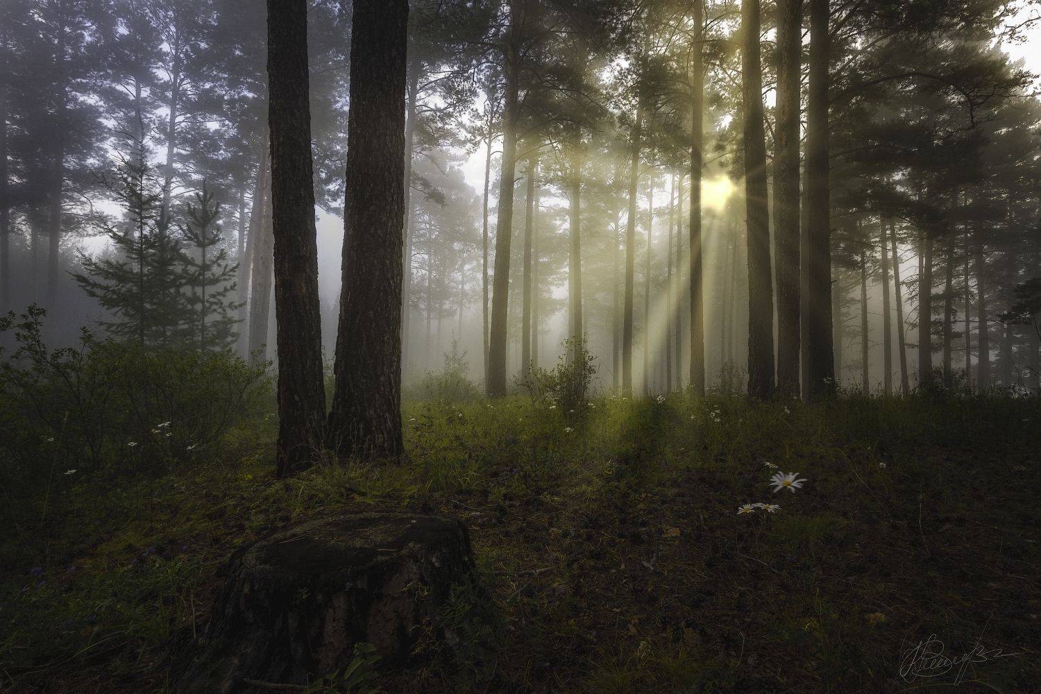 забайкалье, утро, туман,  Владимир