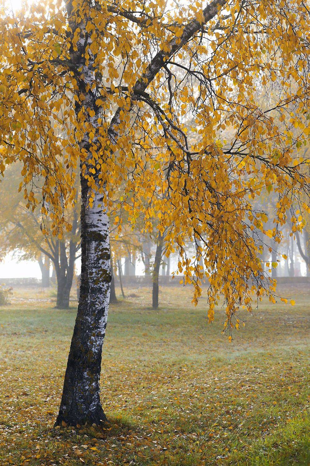 , Инга Иванова