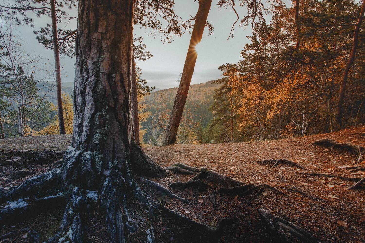 столбы, красноярск, лес, природа, осень, Акулич Макс