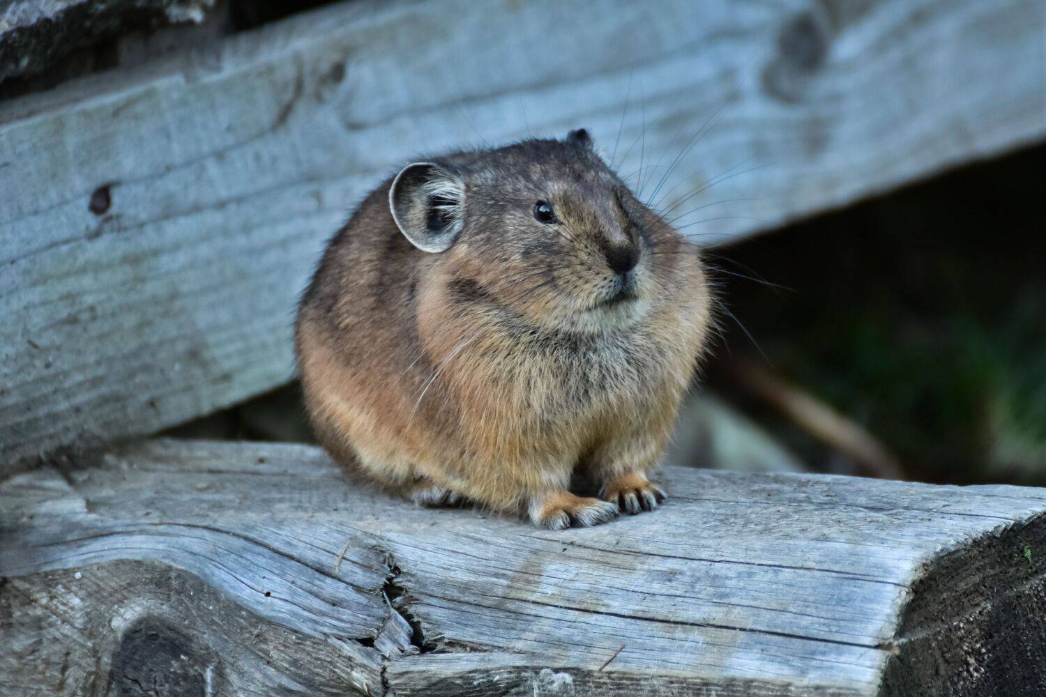 животные, пищуха, приют, фотоохота, Холзаков Вячеслав