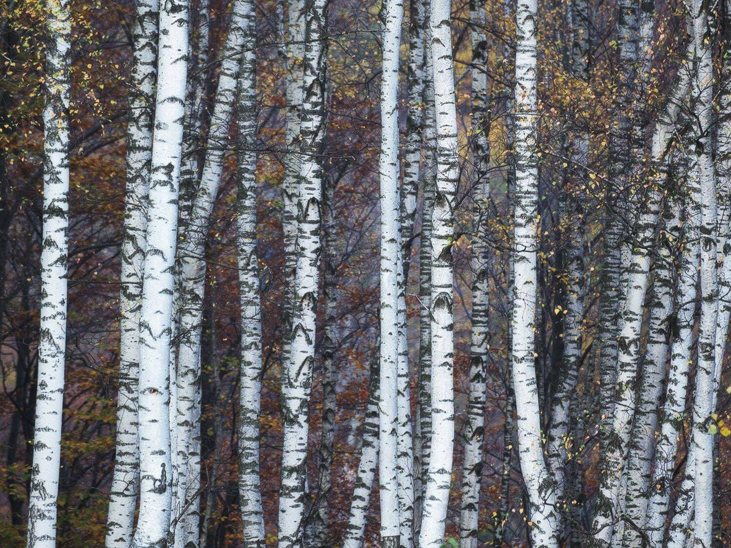 , Stefan Chirobocea