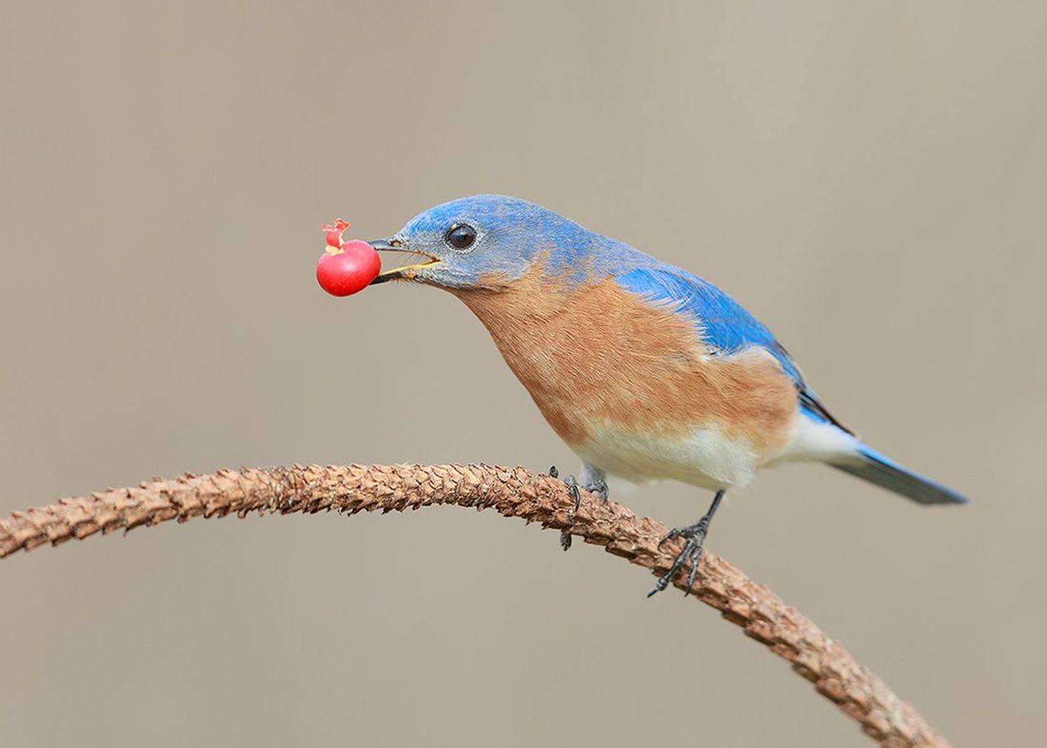 восточная сиалия, eastern bluebird,bluebird, Etkind Elizabeth
