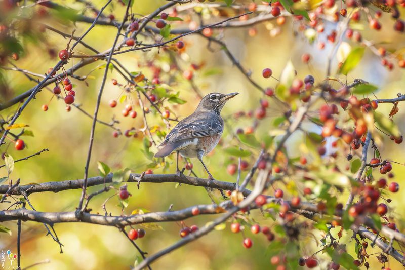Robin October фото превью
