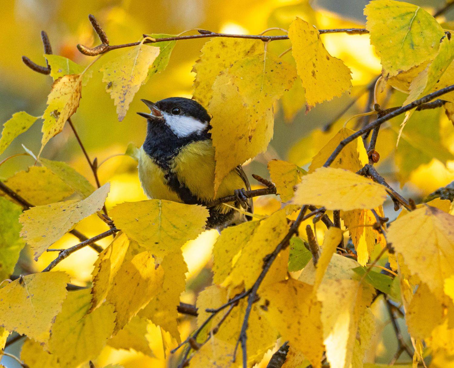 , Курлянцев Алексей