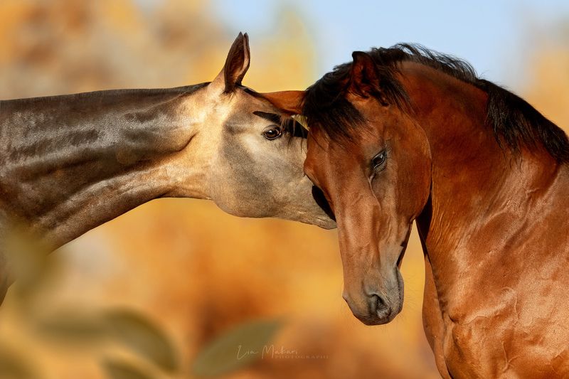 Лошадь, лошади, осень, horse, horses, autumn Я расскажу тебе секрет фото превью