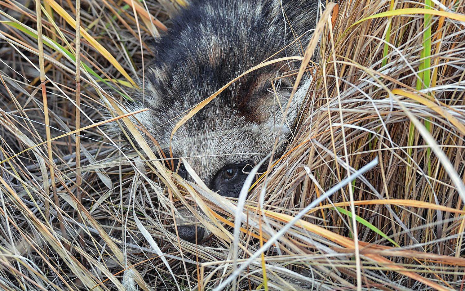 енотовидная собака, спрятался, степь, осень,, Марина Мочалова