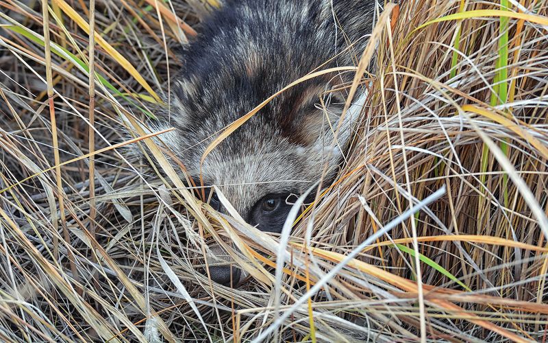 енотовидная собака, спрятался, степь, осень, спрятался.. фото превью