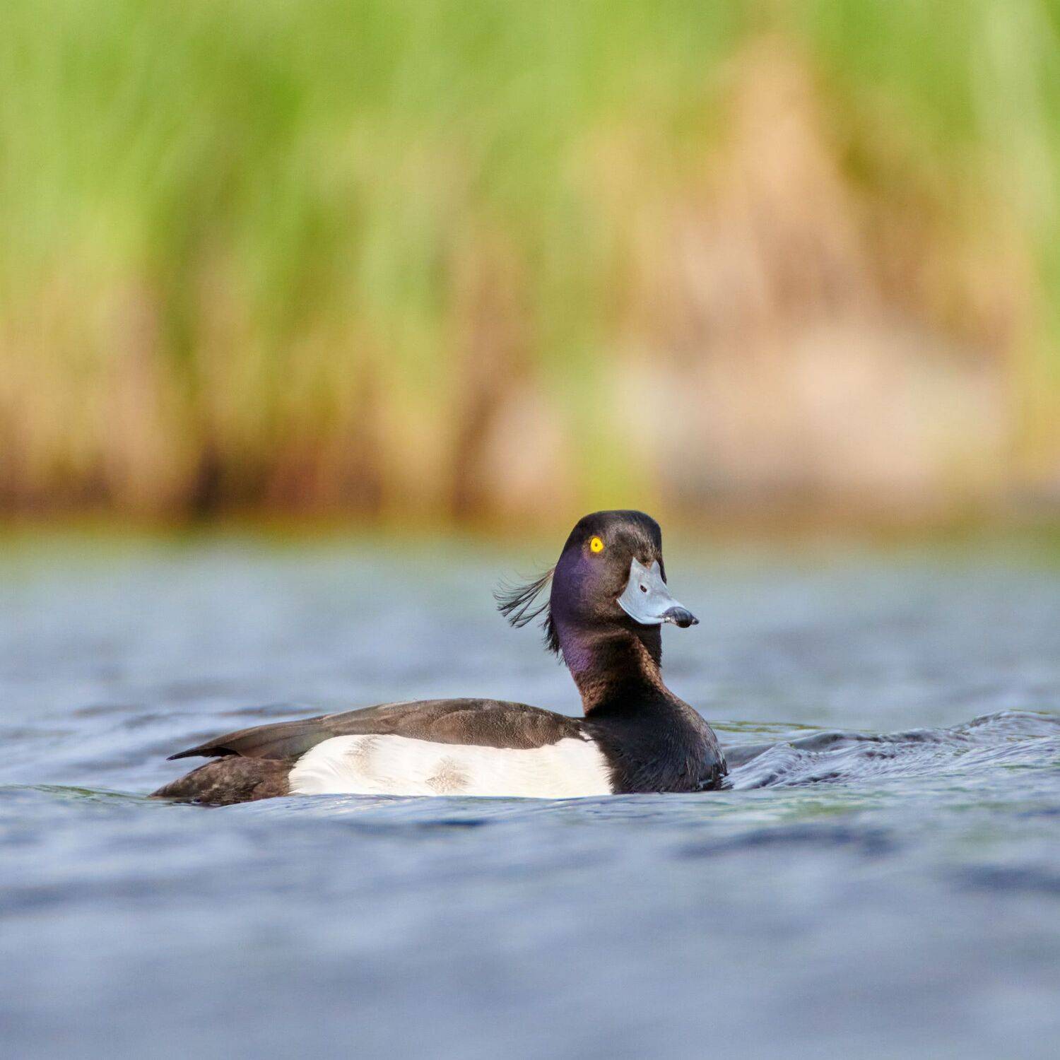 #bird #wildlife #nature #birdphotography, Александр Семенов