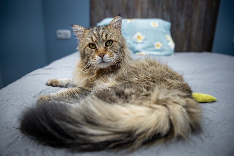 Лучший в мире кот - свой кот! фото превью