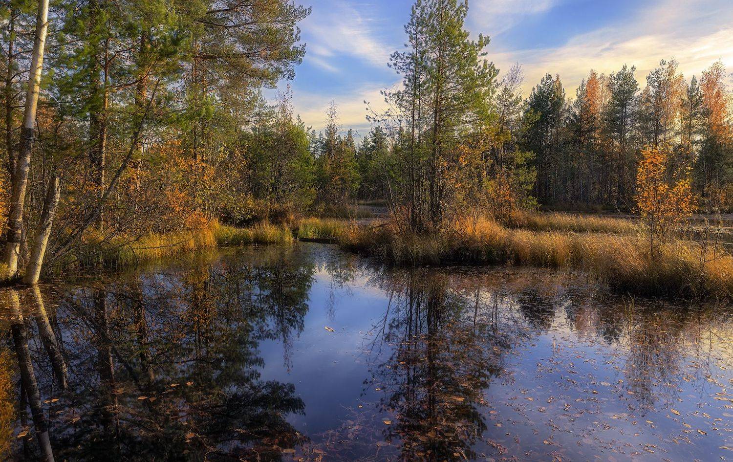 сестрорецк болото осень октябрь листопад вечер закат, Скороходов Константин
