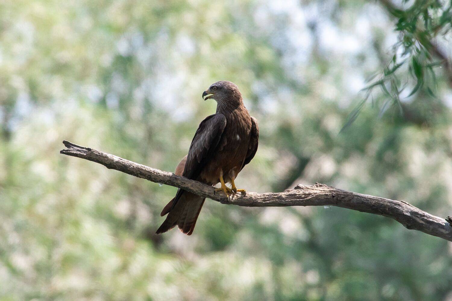 Milvus migrans, bird, volgograd, russia, wildlife, Black kite, , Сторчилов Павел