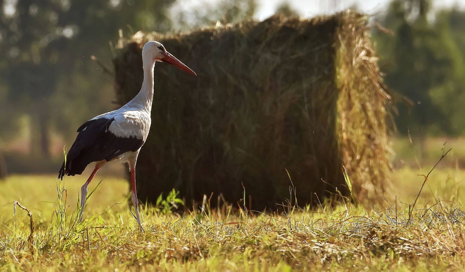 , Макеев Алексей