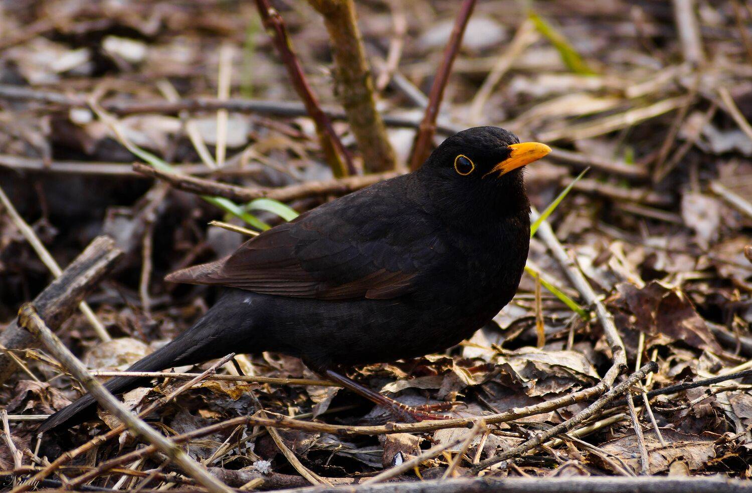 , Екимова Наталья