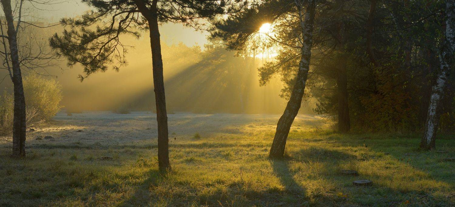 осень листва утро лес, Александр Жарников