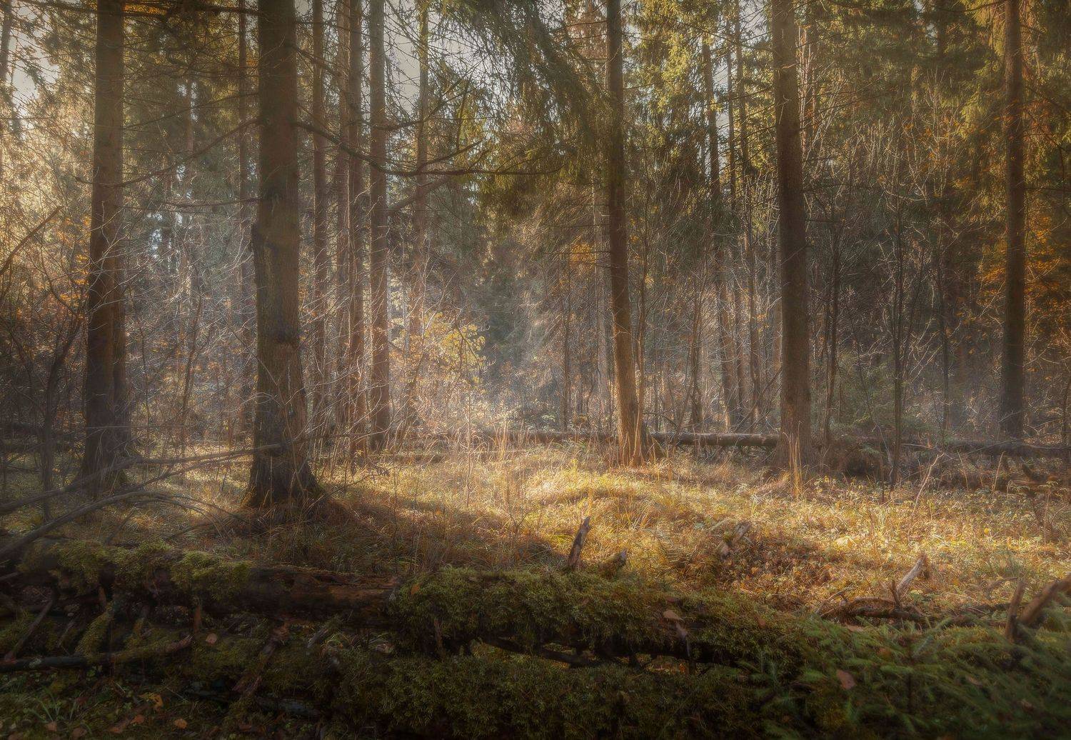 осень, утро, лес, свет, Ольга Унчикова