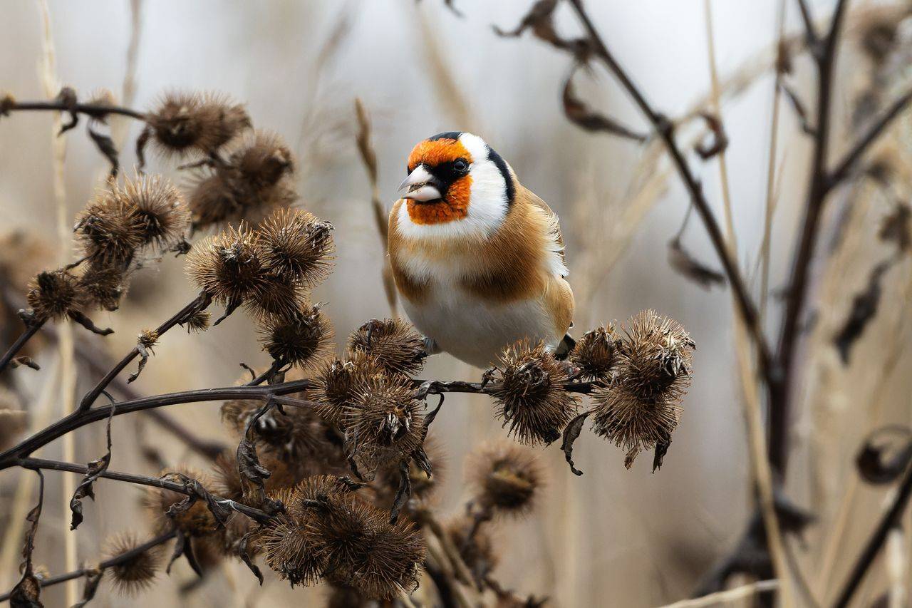 щегол, птицы, фото птиц, Александр Шипиленко