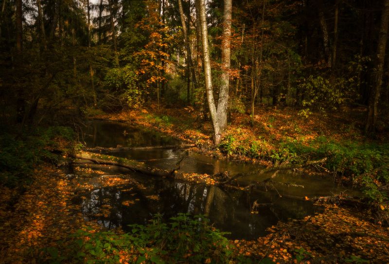 осень, ручей, лес, свет  фото превью