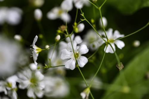 white small meadows flowers
