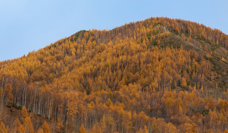 камчатка, осень, горы, дорога, лиственница, путешествия Осенняя Камчатка фото превью