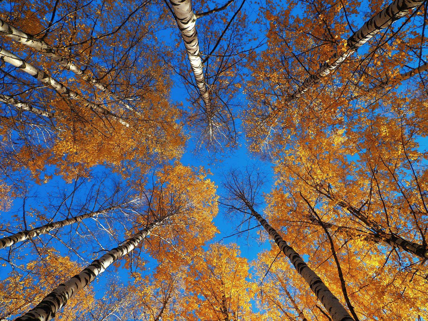 , Андрей Перешеин