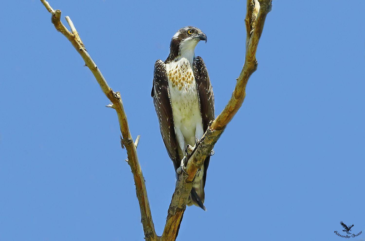 , Александр Гусар