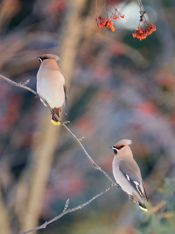 свиристель,bohemian waxwing,Bombycilla garrulus, Свиристели фото превью