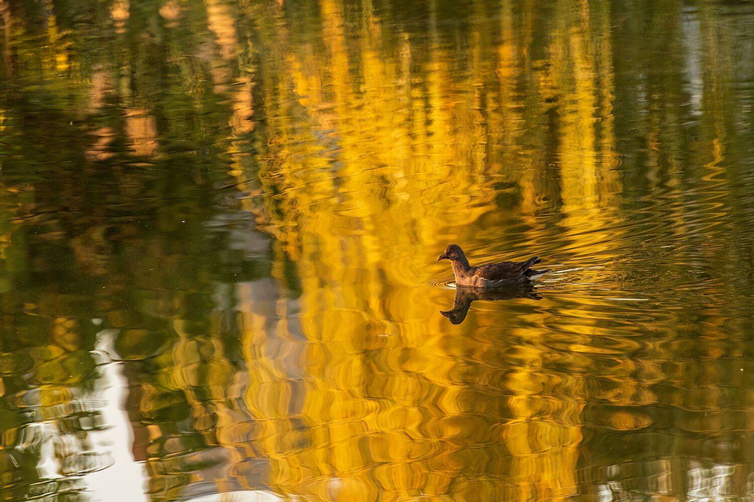 озеро, камышница,, Алексей Рыльский