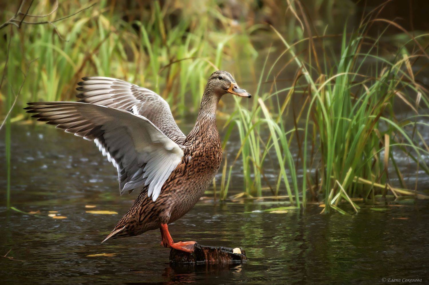 утка, кряква, пруд, осенний пейзаж, водоем, лес, Соколова Елена