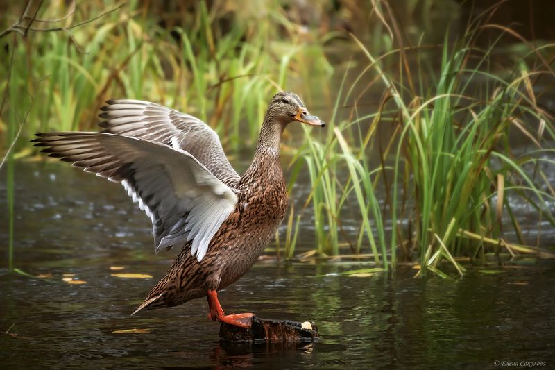 утка, кряква, пруд, осенний пейзаж, водоем, лес Кряква фото превью
