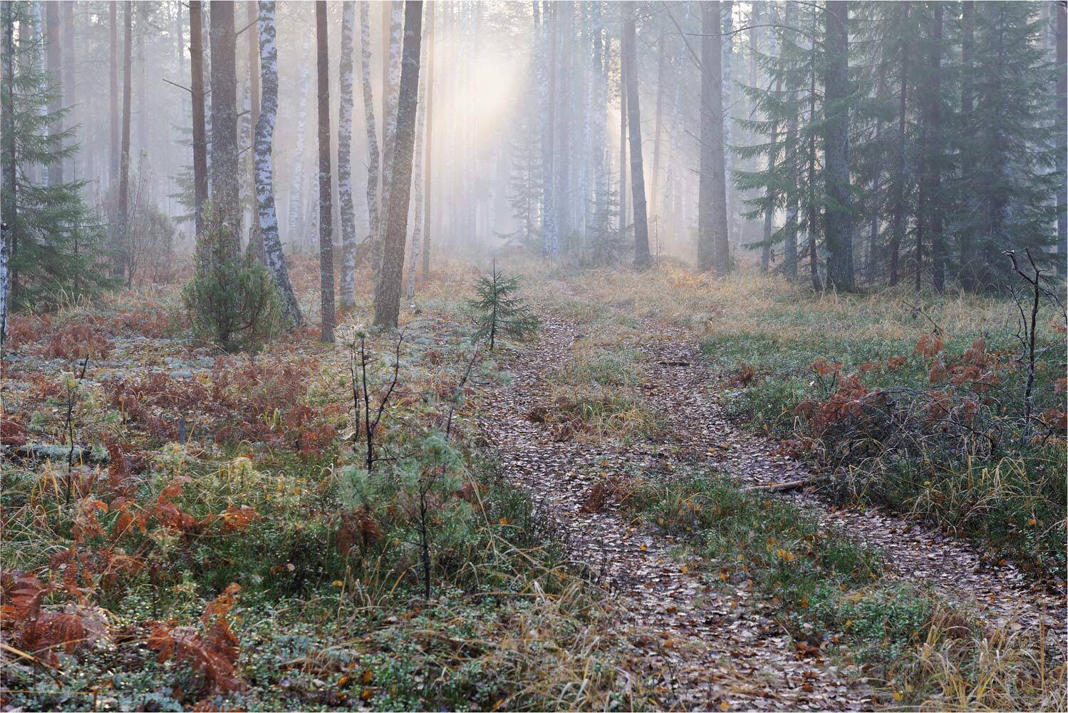 , Анатолий Гулин