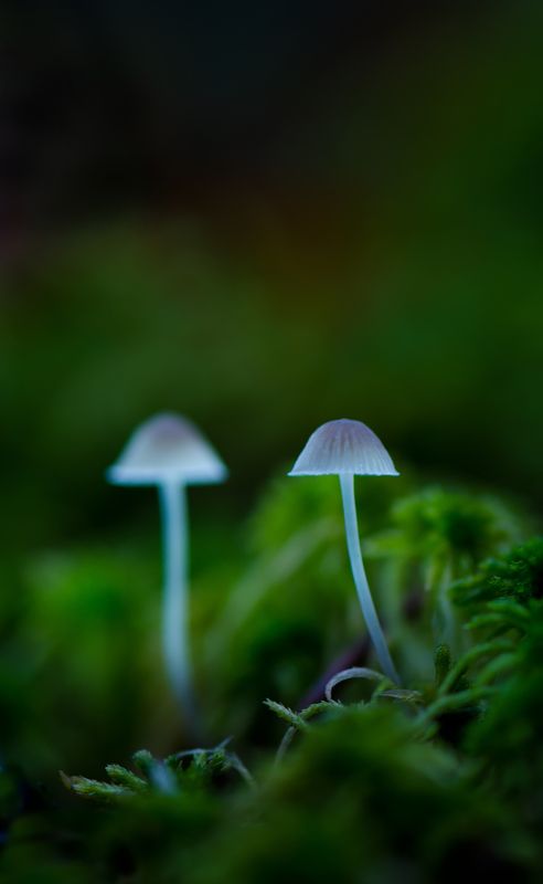 Неончики :) фото превью