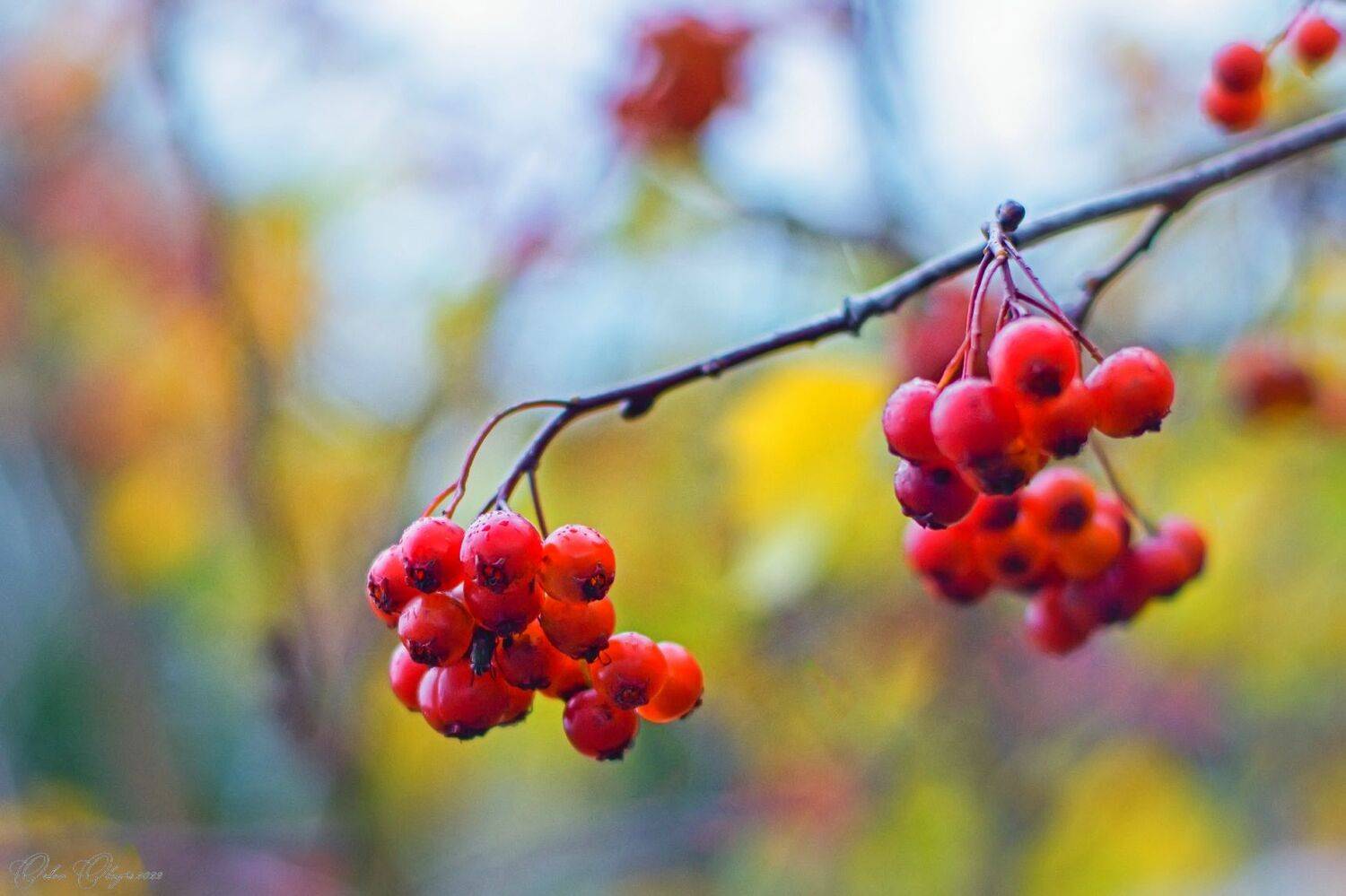 , Орлов Олег