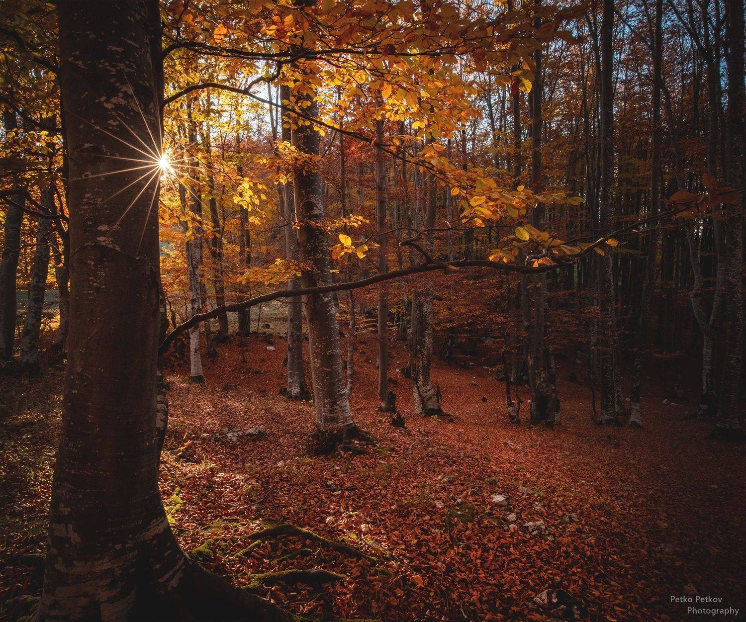 , Петко Петков