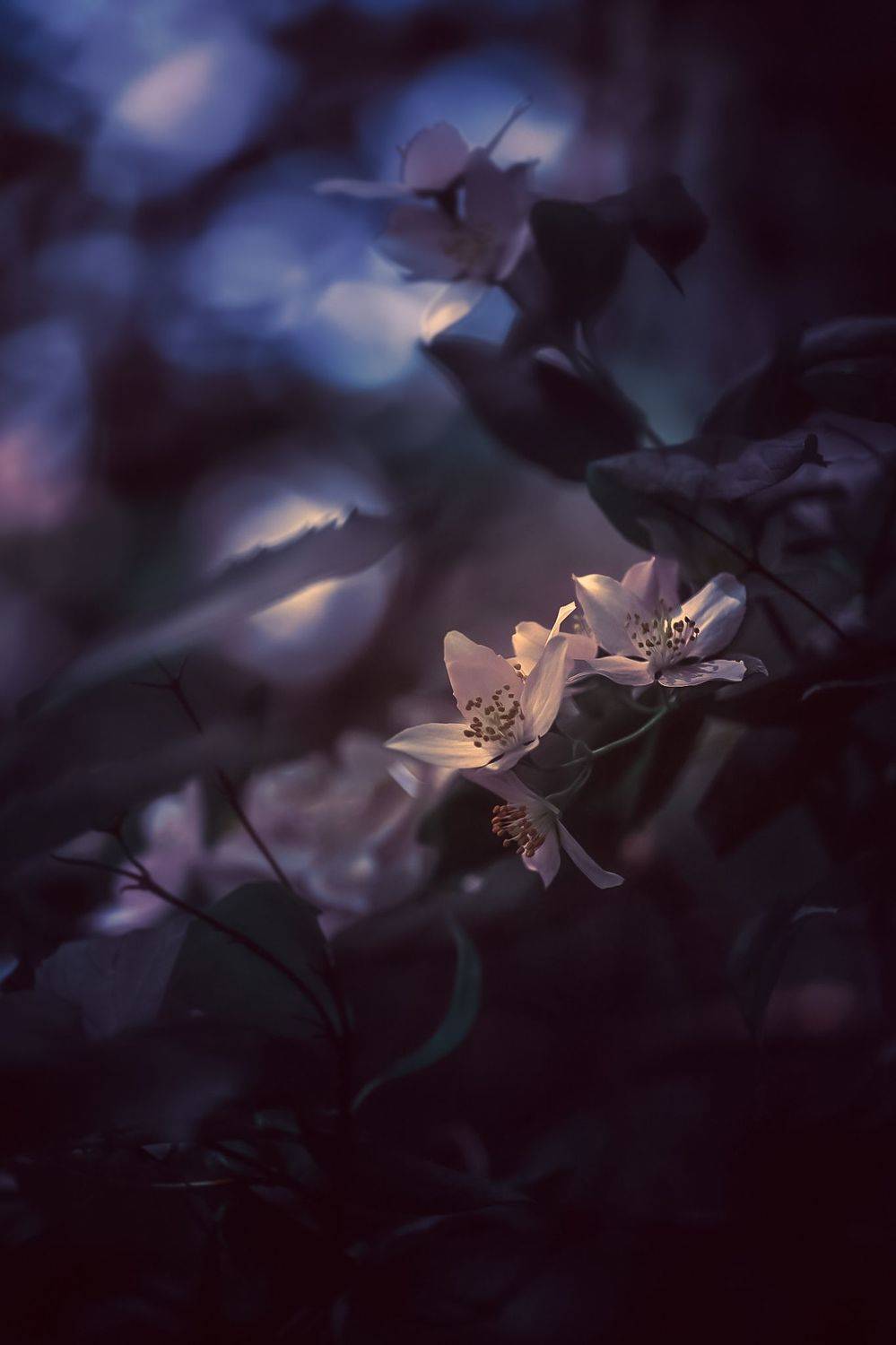 макро, macro, цветы, flowers, весна, spring, Julia Kaissa