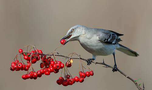 Northern Mockingbird - Многоголосый пересмешник