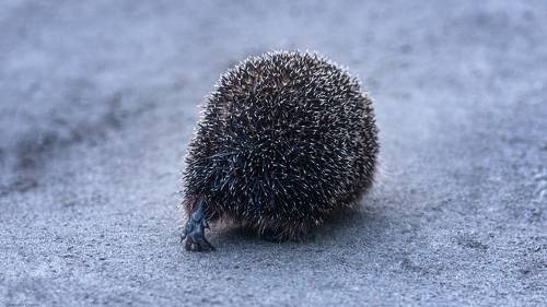 Ёжик убежал а улыбка (лапка) осталась... =)