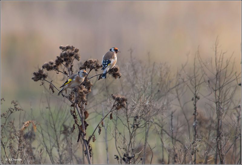 птицы,осень,щеглы Осень.Щеглы фото превью
