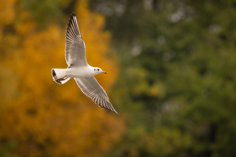 Gull фото превью