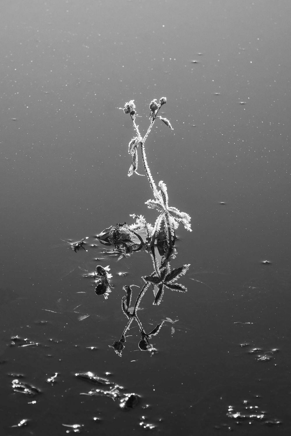 , Наталья Лабодина