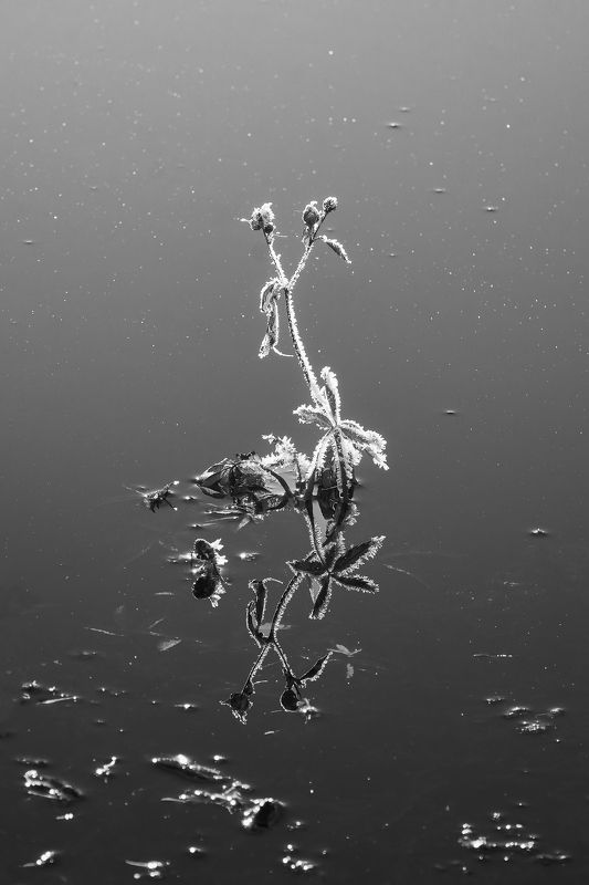 Отражение… фото превью