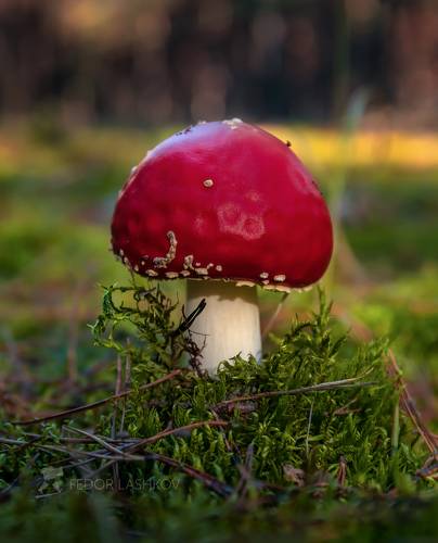 Осенняя коллекция грибов