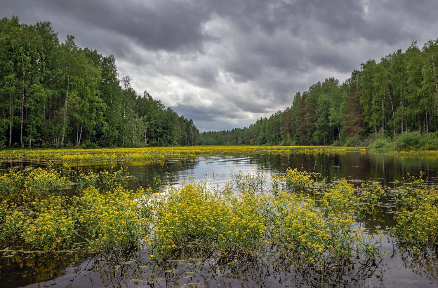 цветы,лес, река, Сергей Аникин