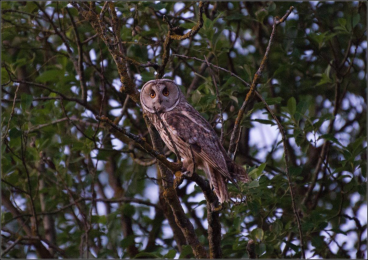 москва, парк, птица, АНАТОЛИЙ ДОВЫДЕНКО