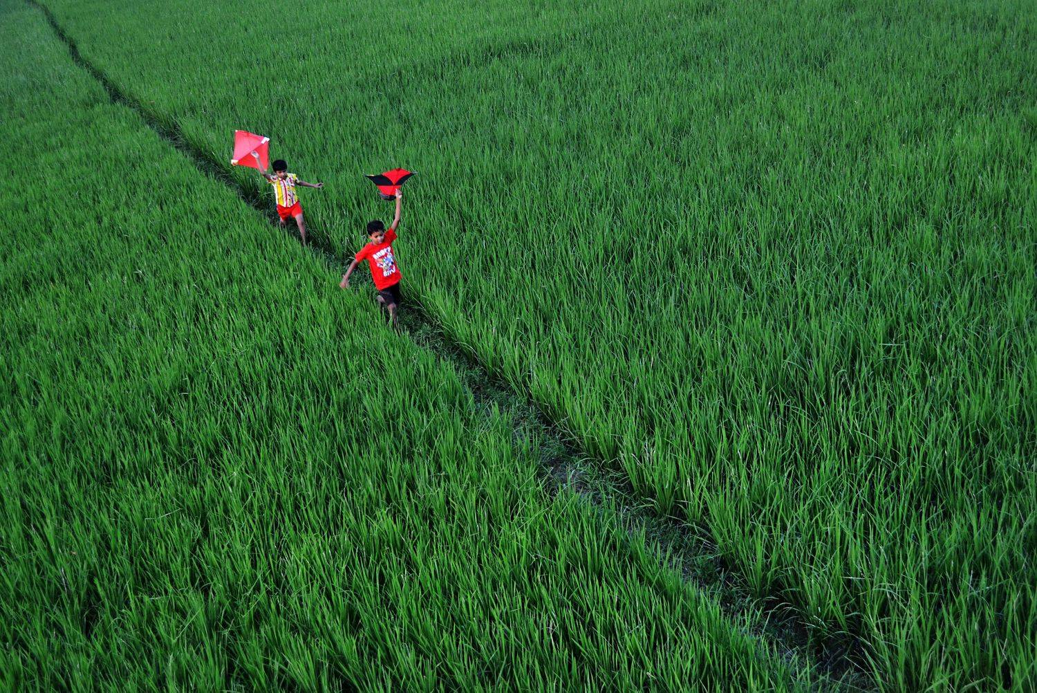 children, run, kites, paddy, green, , CHINMOY BISWAS