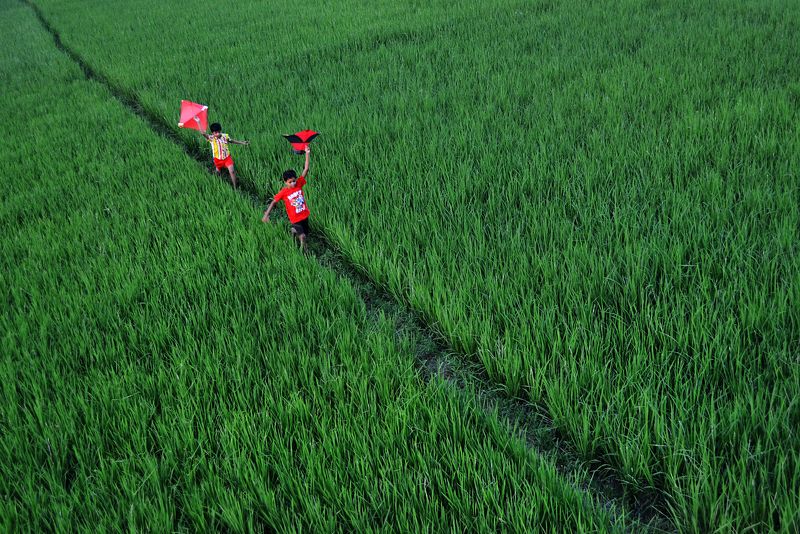 children, run, kites, paddy, green,  THROUGH THE GREEN фото превью
