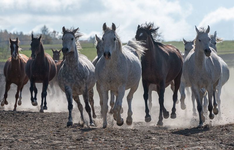 Stadnina Koni Białk # Jarosław Sokołowski # konie arabskie фото превью