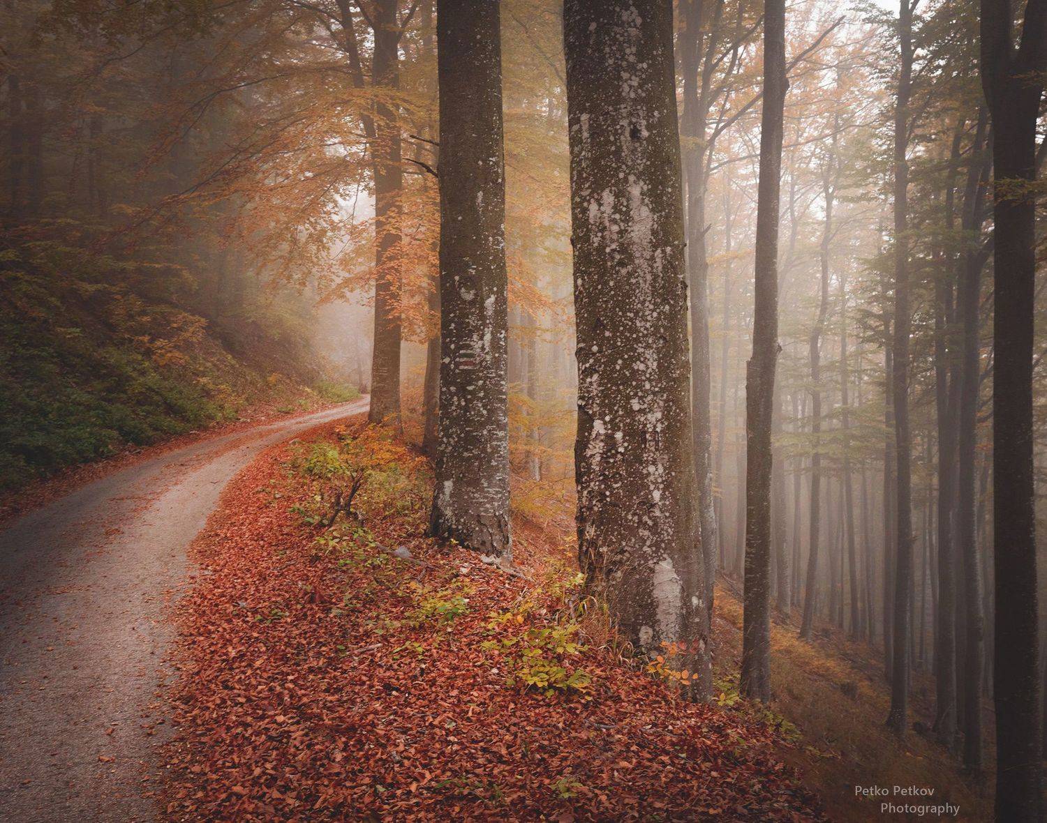 , Петко Петков