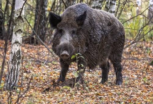 Дикий кабан.